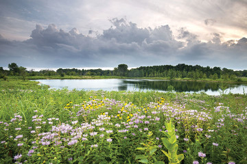 Ecological Restoration