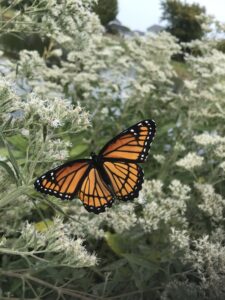 A butterfly lands on the wispy white flowers of Common Boneset