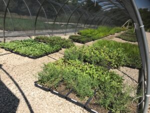 Hoop house is filled with trays of plants on a gravel base.