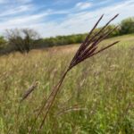 Big Bluestem, commonly known as Turkey Foot, against a backdrop of prairie grasses and a blue sky with whispy clouds.