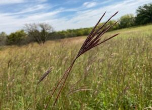 Big Bluestem, commonly known as Turkey Foot, against a backdrop of prairie grasses and a blue sky with whispy clouds.