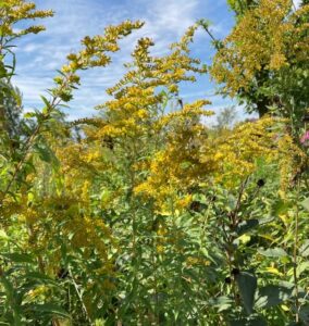 Clusters of Tall Goldenrod crowd the frame in contrast against the blue sky.