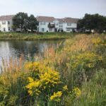 Indian Grass & Goldenrod line the banks of a detention basin for a homeowners association in IL.