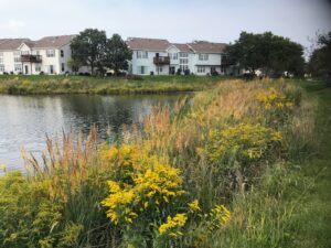 Indian Grass & Goldenrod line the banks of a detention basin for a homeowners association in IL.