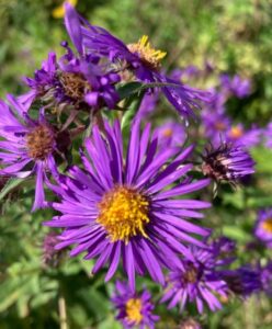 New England Asters with rich purple petals and a golden center