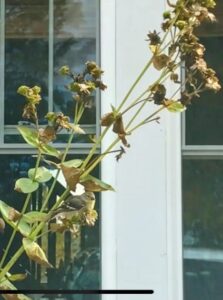 Finch eats the seed of a rosin weed in the Fall. 