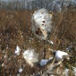 Milkweed seeds spill out of the dried pods through the early winter in the foreground of an Oak Savanna.