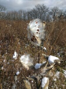 milkweed seeds spill out through the early winter against a snowy ground and a skyline outlined starkly with bare branches of Oak and Maple trees