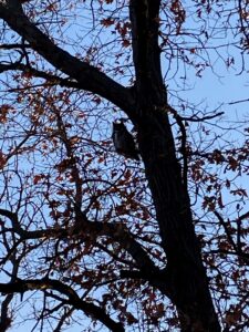 an owl perches in a tree in the late winter