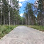 Cleared of the buckthorn understory, this Austrian Pine-lined driveway lets the bright sunshine filter through the branches.