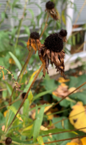 dead seed head of black eyed susan