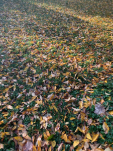 Leaves litter a turf lawn