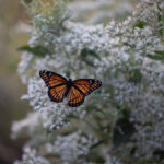 A monarch feeds on a Common Boneset. JPK.