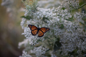 A monarch feeds on a Common Boneset. JPK.