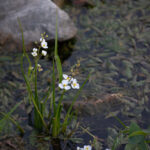 Arrowhead, a native emergent wetland plant, blooms in August with bright white flowers with yellow centers. JPK.