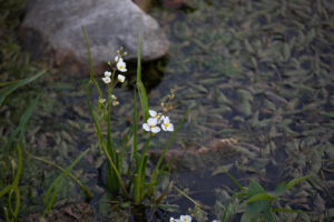 Arrowhead, a native emergent wetland plant, blooms in August with bright white flowers with yellow centers. JPK.