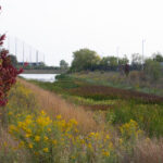 This detention basin has filled in completely with emergent vegetation within just a few seasons of being planted in pods for a new industrial development. JPK.