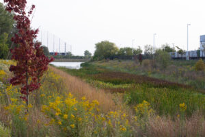 This detention basin has filled in completely with emergent vegetation within just a few seasons of being planted in pods for a new industrial development. JPK.