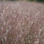 Our company is named after a native grass called Bluestem. Little Bluestem turns from green to blue to copper as the summer turns to fall. JPK.