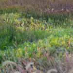 Arrowhead stands out amongst the stripes of native emergent species across the wetland. JPK.