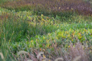 Arrowhead stands out amongst the stripes of native emergent species across the wetland. JPK.