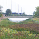 While the iris begins to fade in the early Fall, the shorelines remain vibrant with goldenrod & switchgrass tufts. JPK.