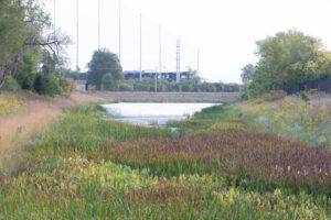 While the iris begins to fade in the early Fall, the shorelines remain vibrant with goldenrod & switchgrass tufts. JPK.