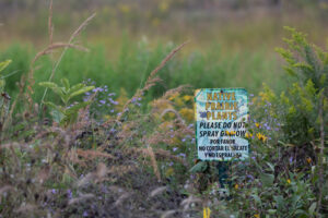 A "Native Plants. Do Not Mow" sign sticks out from a cluster of Indian Grass, Asters & Milkweed. JPK.