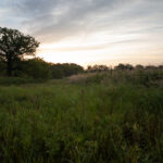 Sun rises over the stately Oak on a Bluestem restoration property. JPK.