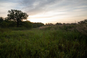 Sun rises over the stately Oak on a Bluestem restoration property. JPK.