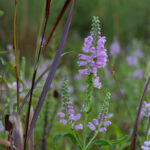 Obedient Plant with it's bright pink flowers reach upwards from a wetland ecosystem. JPK.