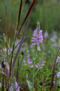 Obedient Plant with it's bright pink flowers reach upwards from a wetland ecosystem. JPK.