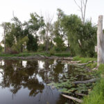 A wetland full of snags provides habitat for birds and amphibians. JPK.