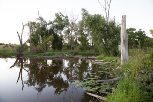 A wetland full of snags provides habitat for birds and amphibians. JPK.