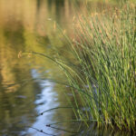 Rushes provide filtration and habitat for dragonflies in detention areas with high fluctuation in their water levels. JPK.