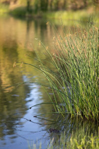 Rushes provide filtration and habitat for dragonflies in detention areas with high fluctuation in their water levels. JPK.