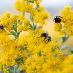 Bees flock to the goldenrod for a Fall treat as they prepare for the long winter. JPK.