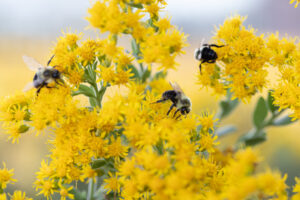 Bees flock to the goldenrod for a Fall treat as they prepare for the long winter. JPK.